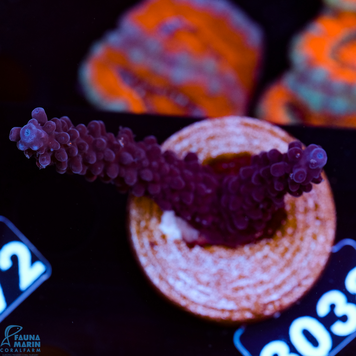 FMC Acropora formosa Purple