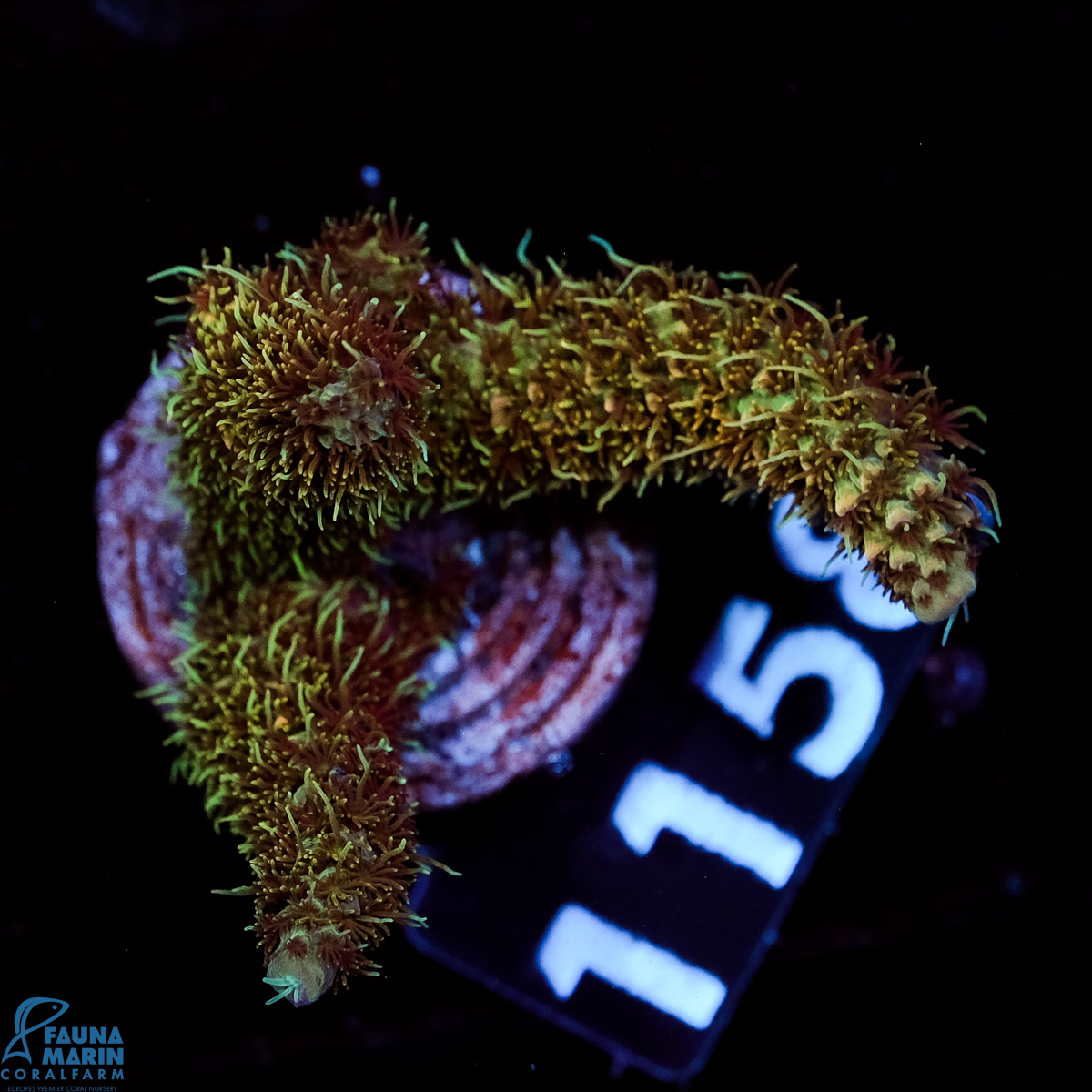 FMC Acropora millepora Jungle Lover