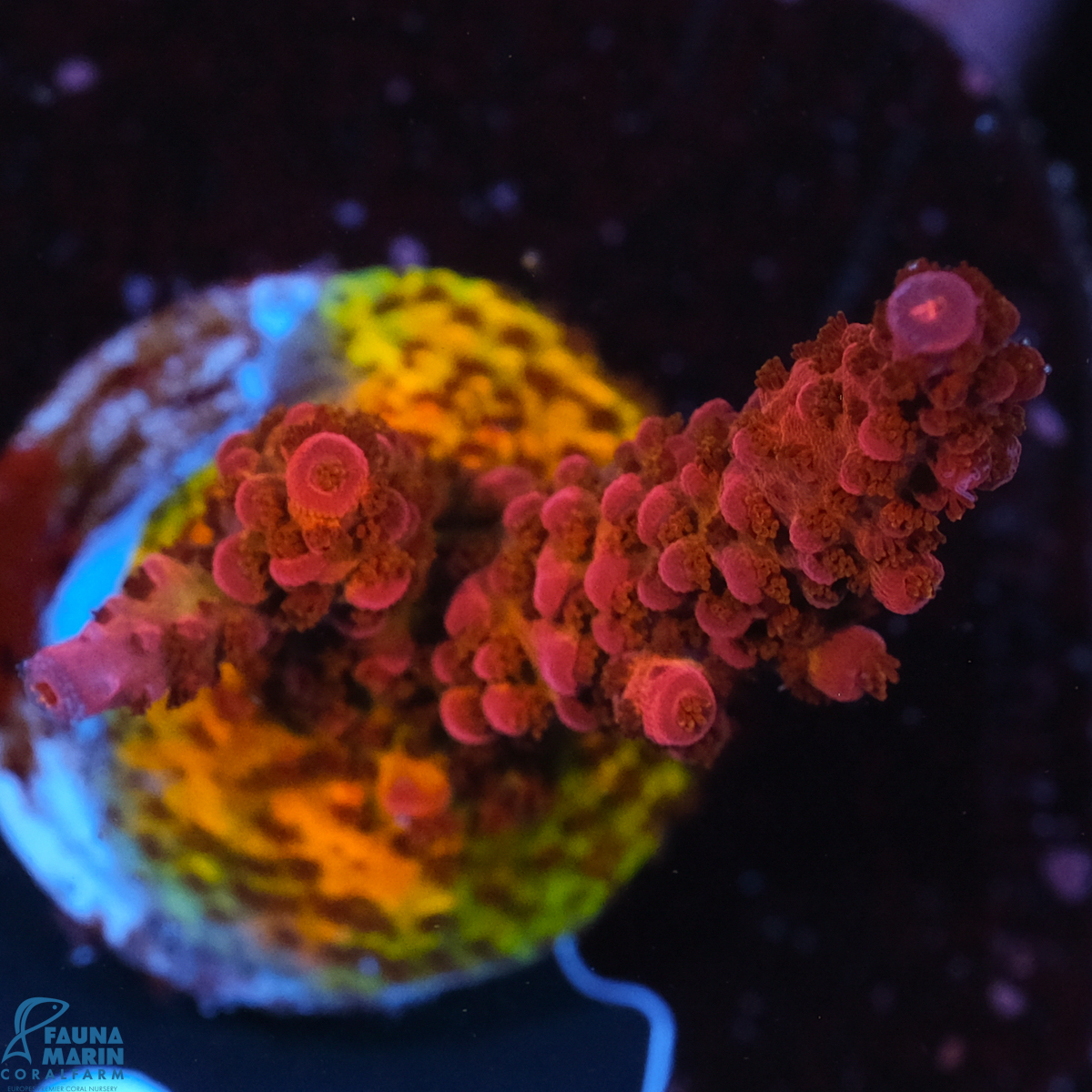 FMC Acropora PC Rainbow