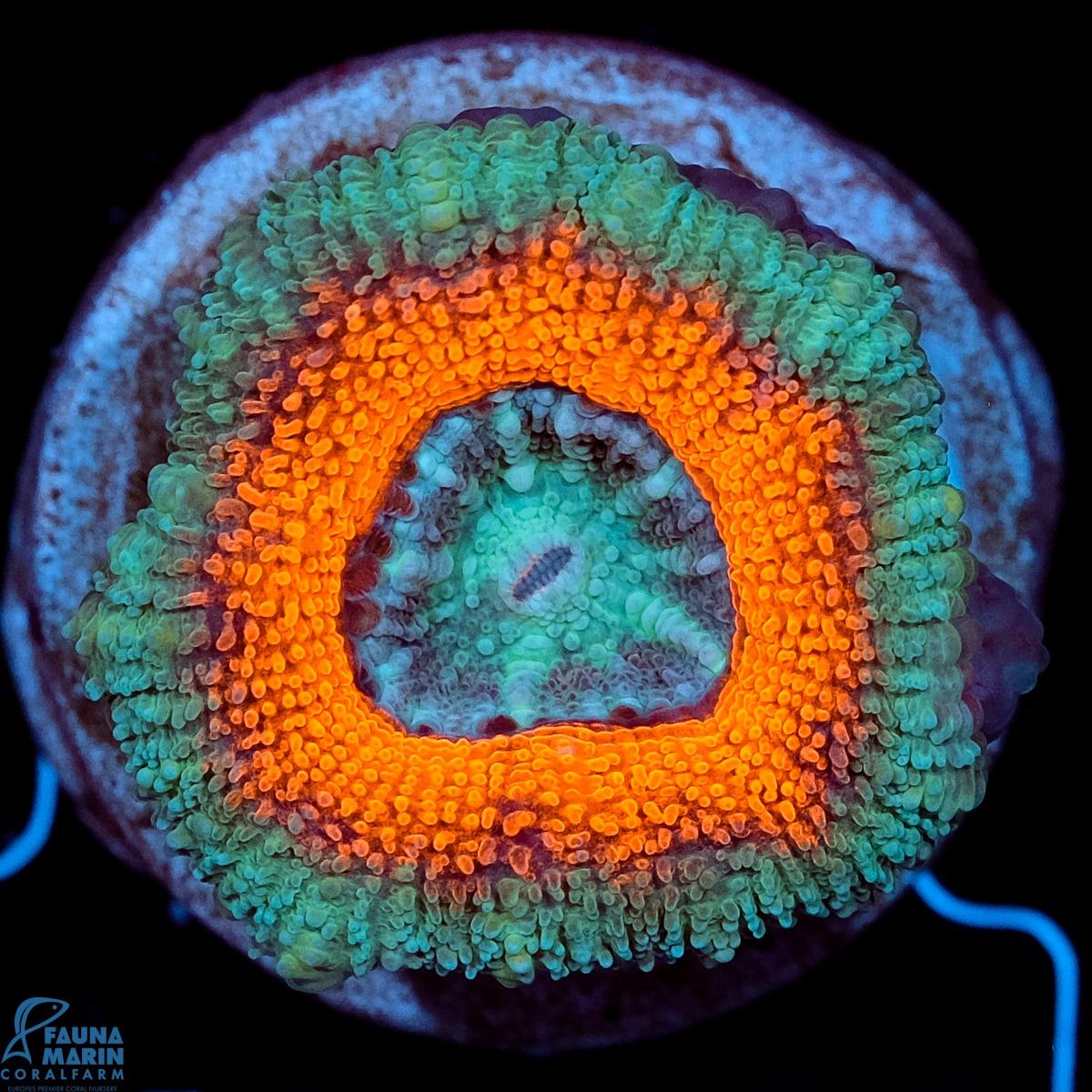 FMC Micromussa lordhowensis Orange Ring V