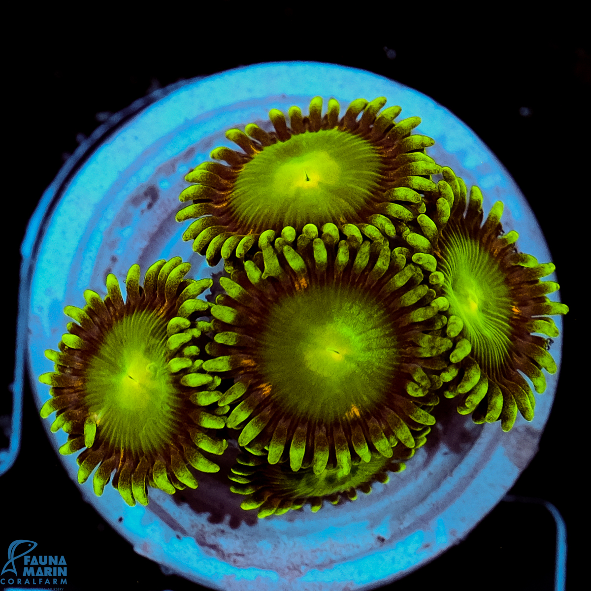 FMC Zoanthus Radioactive Dragon Eye