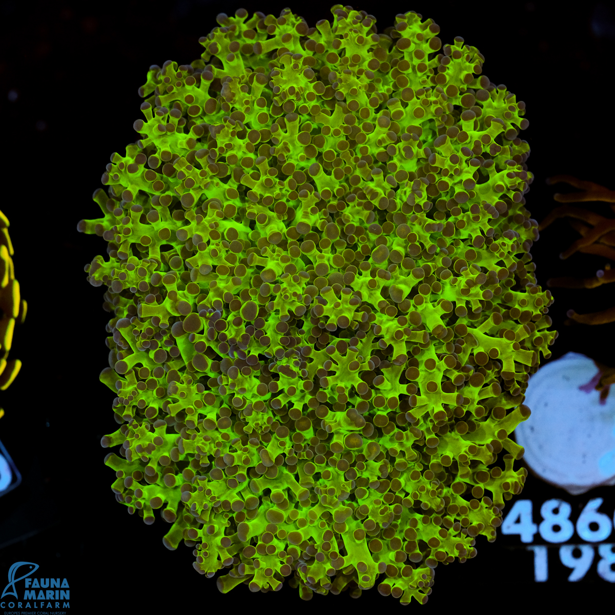 FMC Euphyllia yaeyamaensis