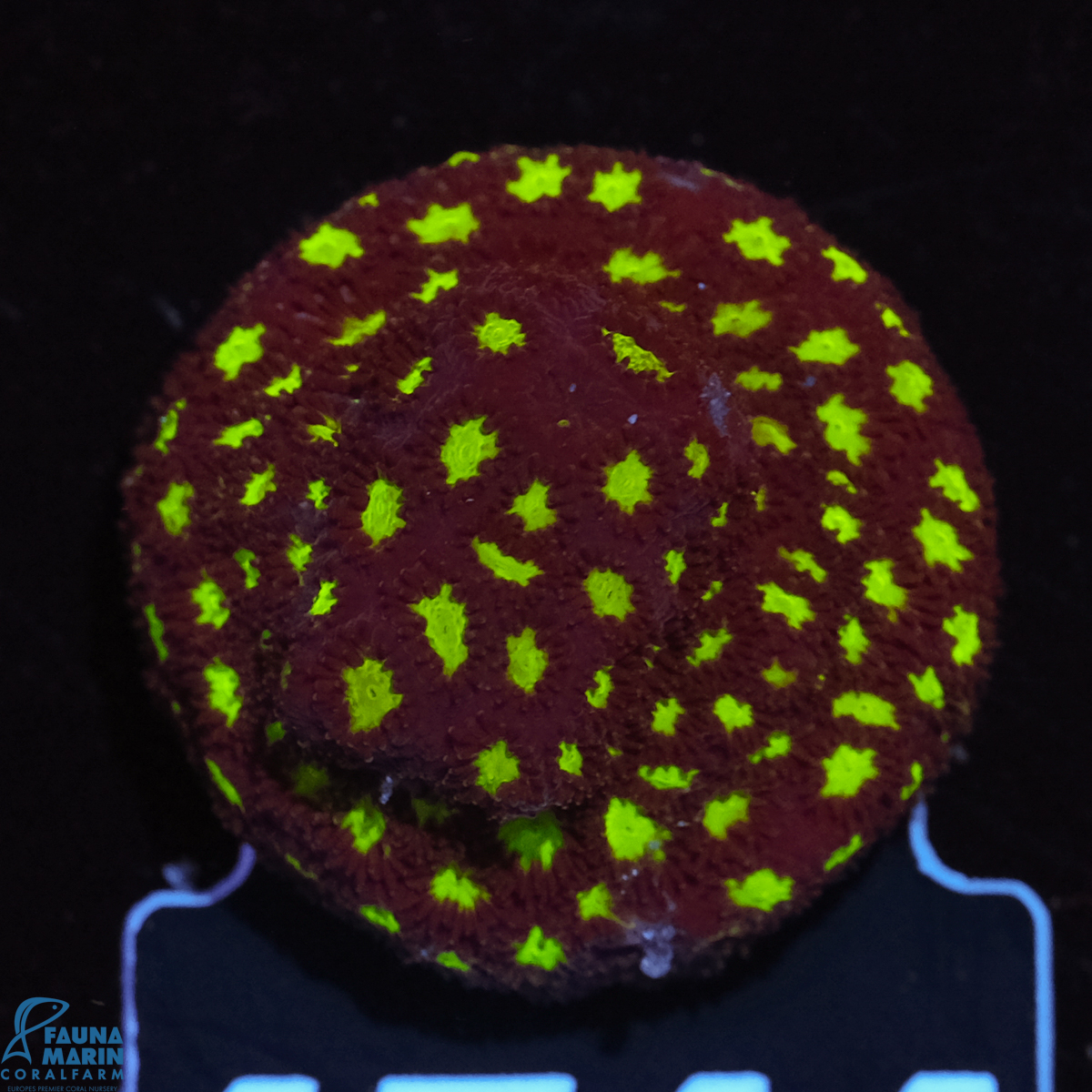 FMC Leptastrea Glowworm