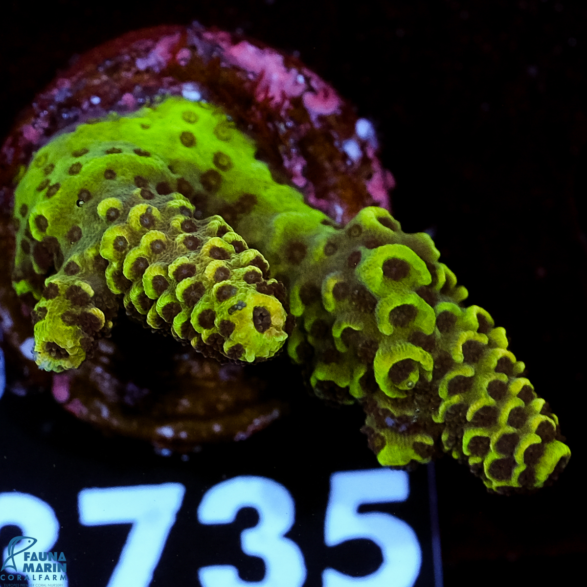 FMC Acropora spathulata Green