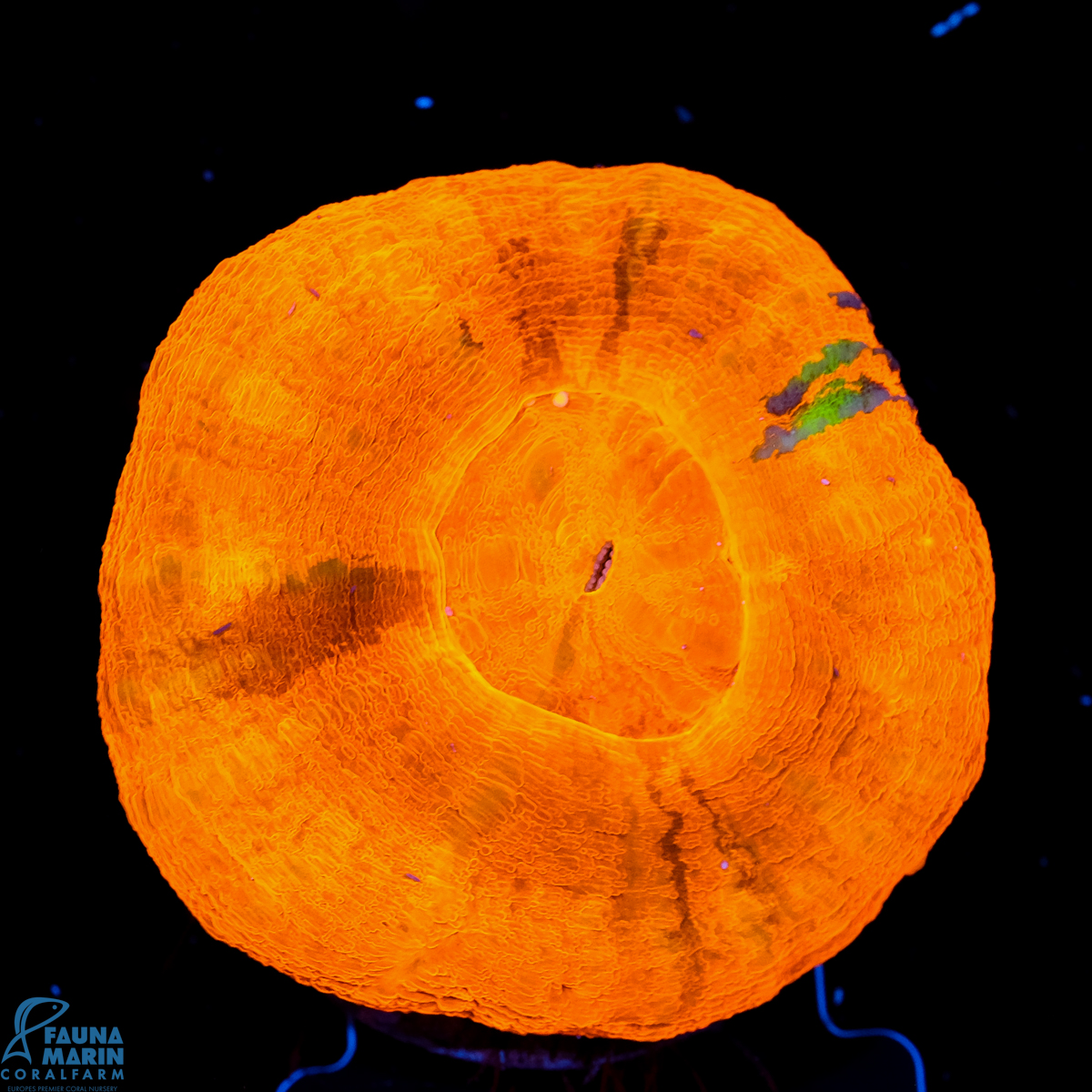 FMC Scolymia australis