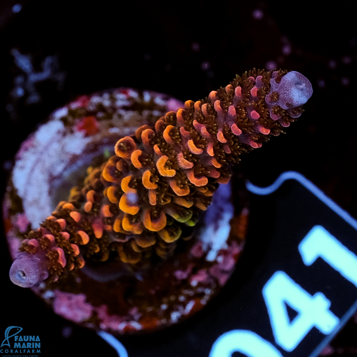 FMC Acropora abrolhosensis Sparkle