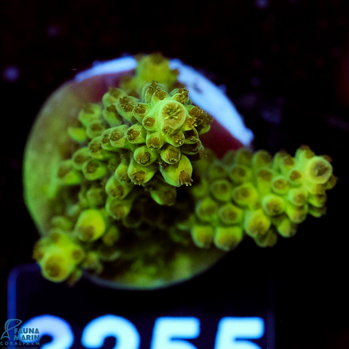 FMC Acropora insignis Jungle Orchid