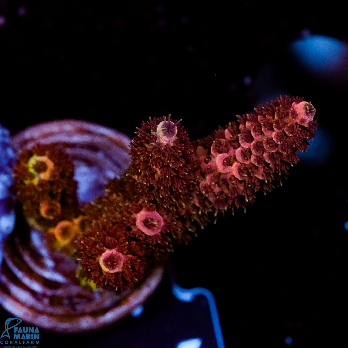 FMC Acropora millepora Red