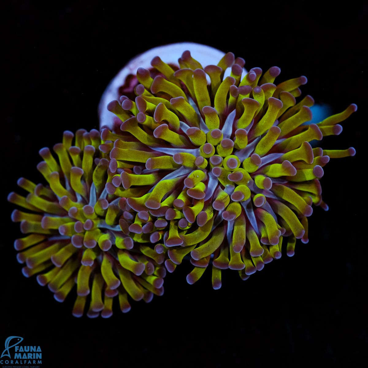 FMC Euphyllia Purple tips