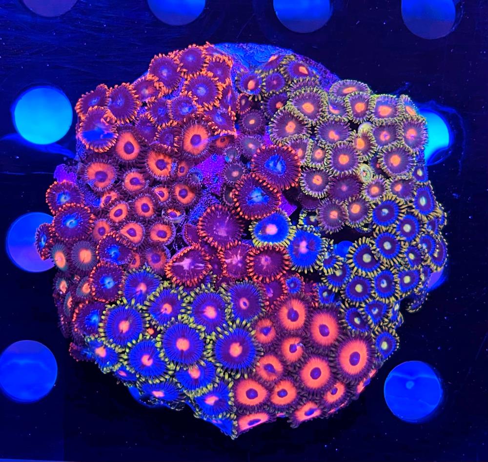FMC Zoanthus Ultra Garden