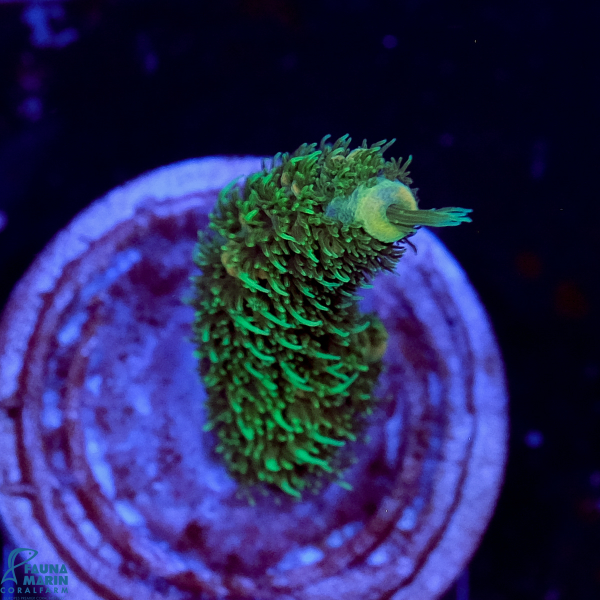 FMC Acropora millepora Green