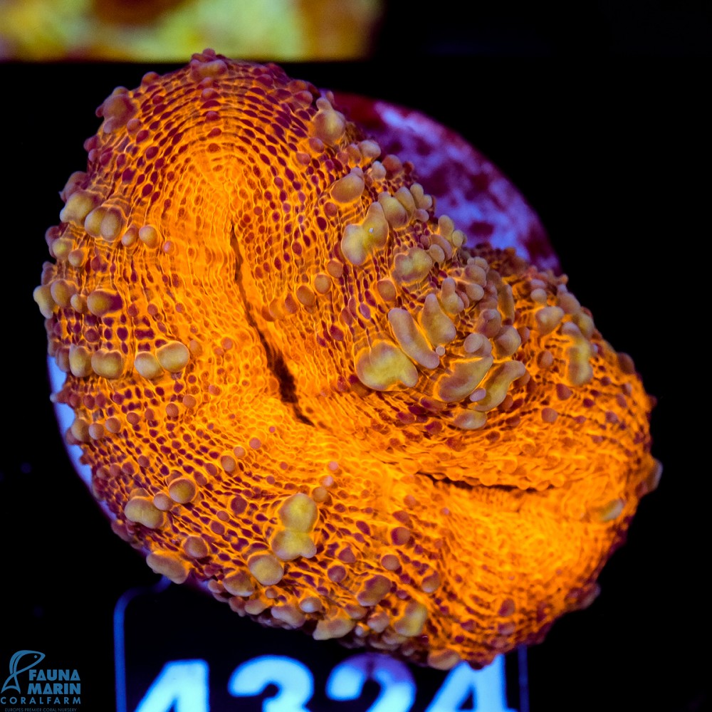 FMC Lobophyllia Orange Shine