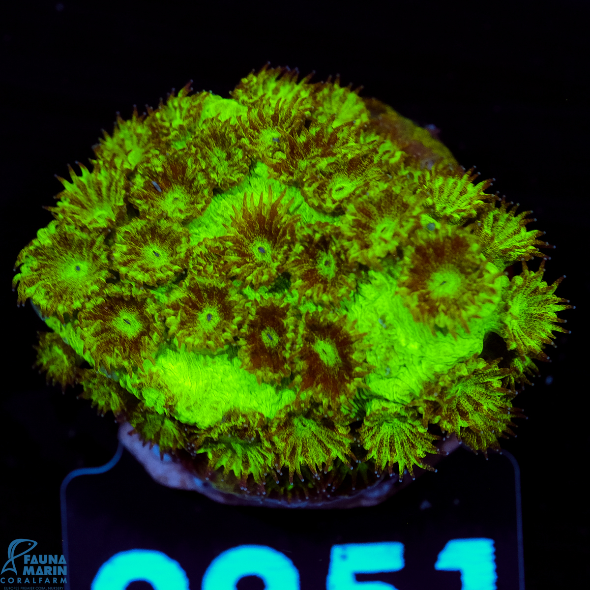 FMC Cyphastrea Green Goblin