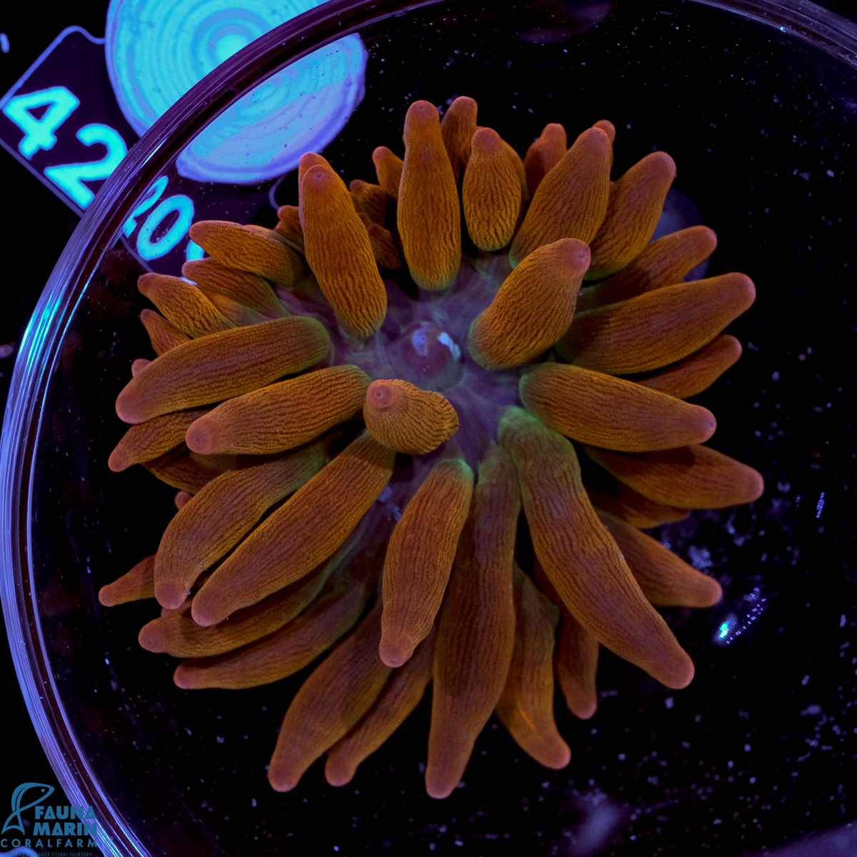 FMC Entacmaea quadricolor Sunburst