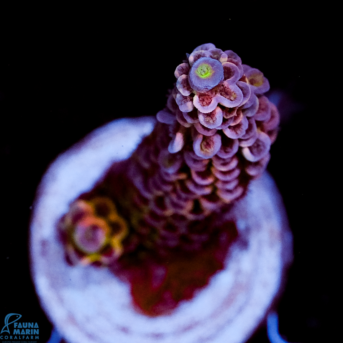 FMC Acropora tenuis J. Pinkman