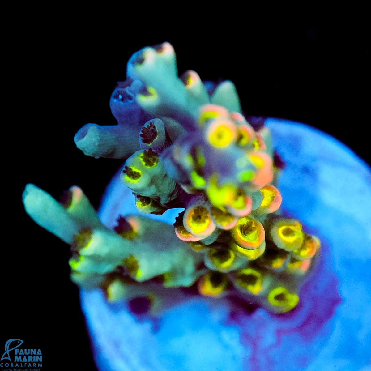 FMC Acropora speciosa