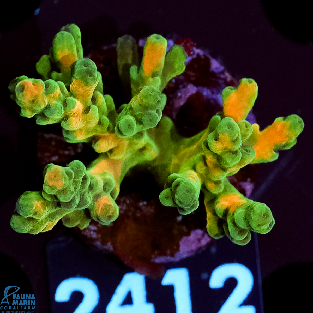 FMC Acropora Jaw Dropper