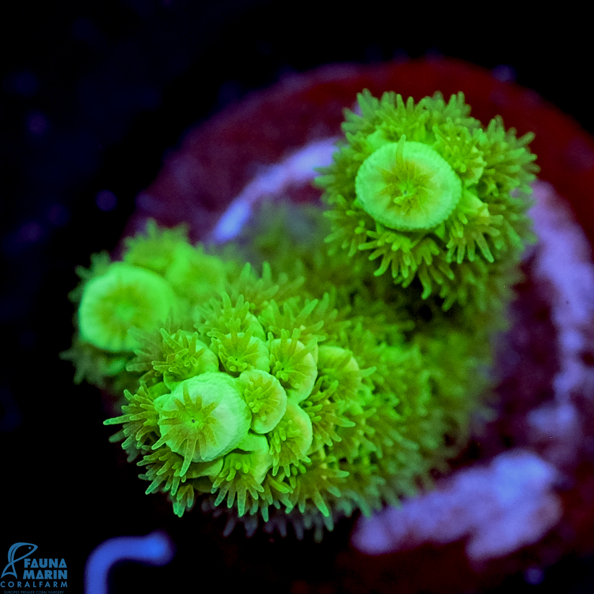 FMC Acropora tenuis Green