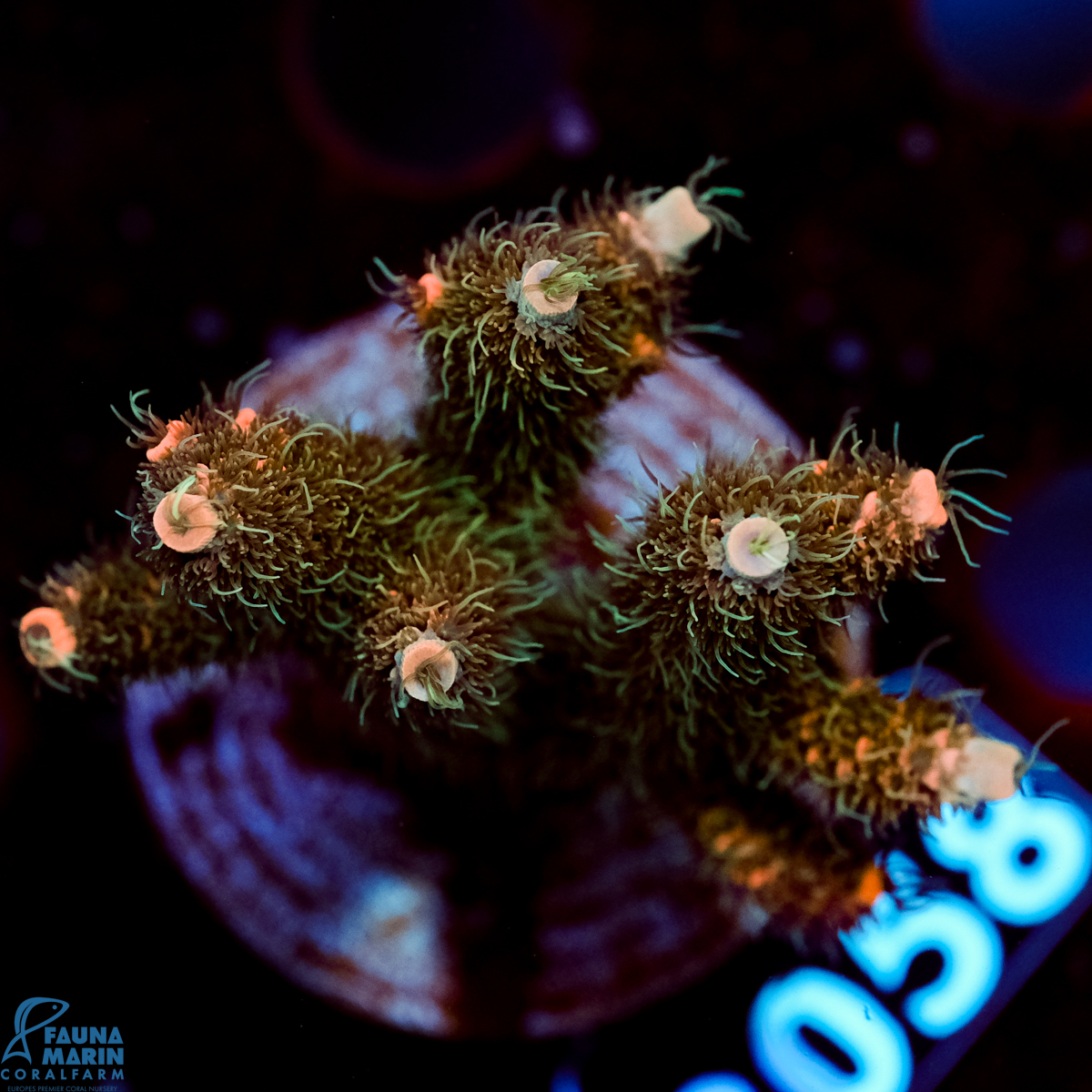 FMC Acropora millepora Green Polyp