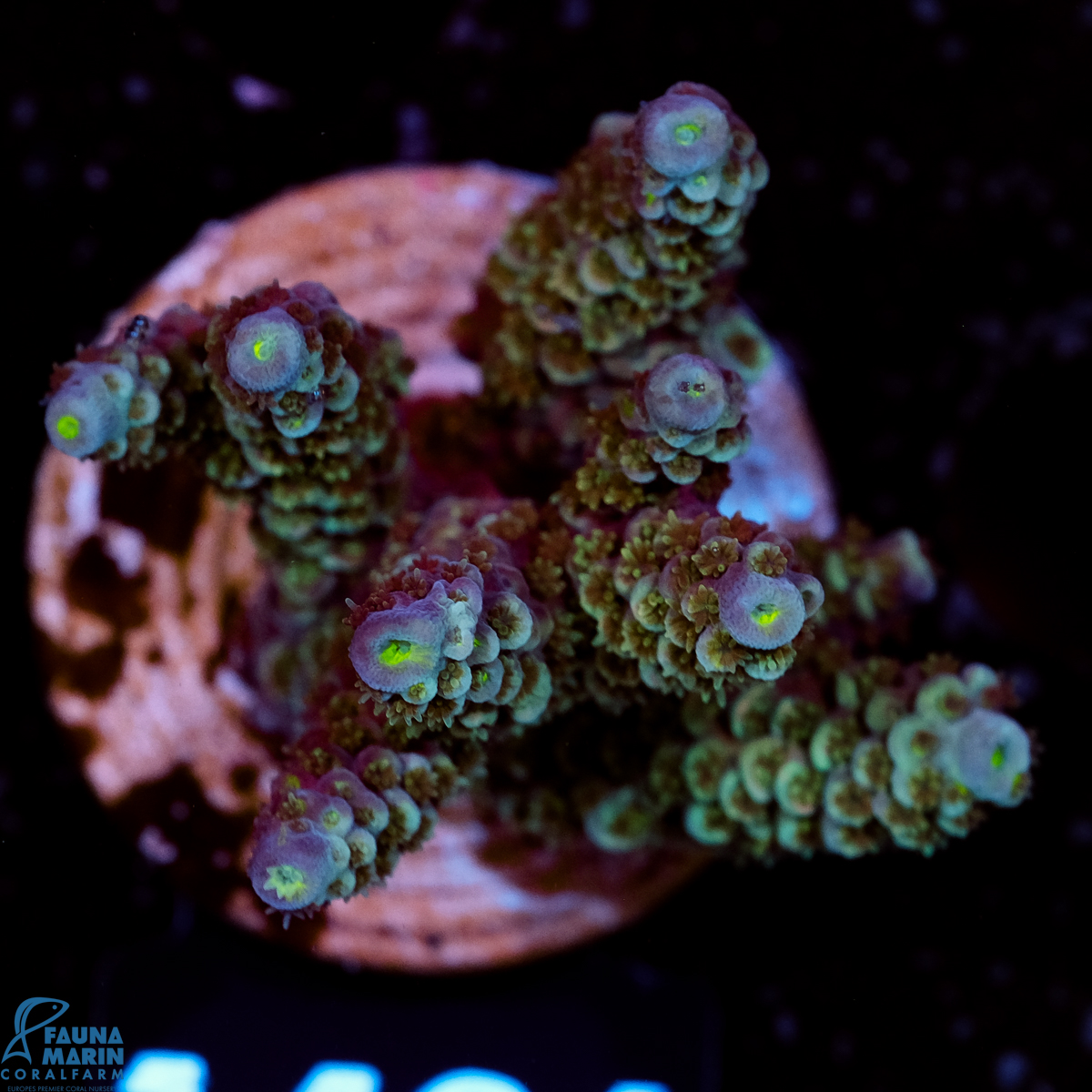 FMC Acropora tenuis Blue