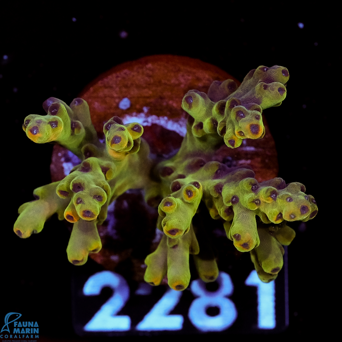 FMC Acropora Jaw Dropper