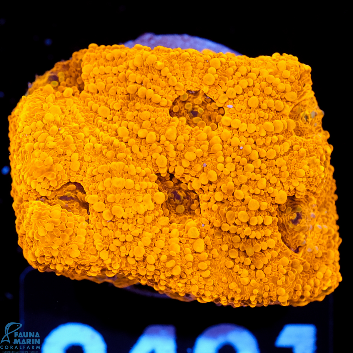 FMC Acanthastrea echinata Goldnugget