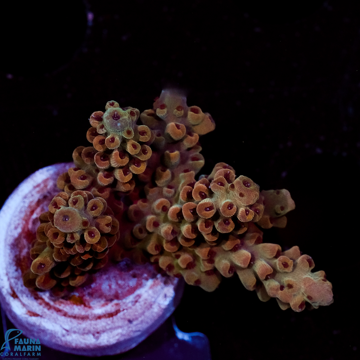 FMC Acropora Boba Fett