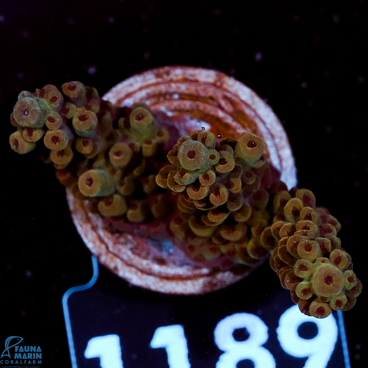 FMC Acropora Boba Fett