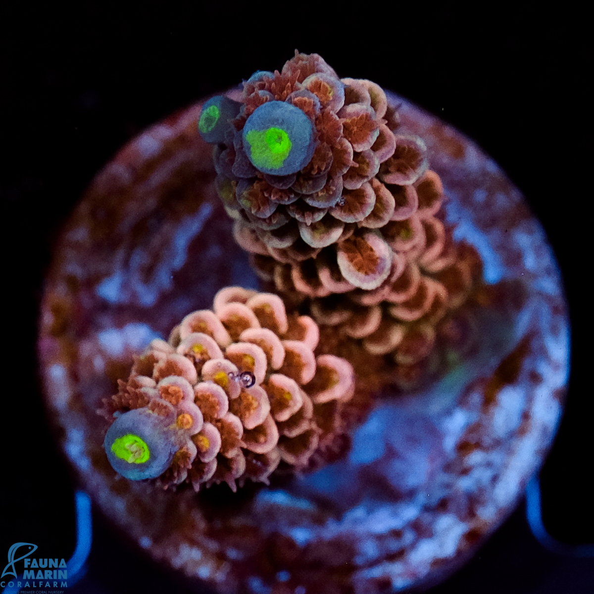 FMC Acropora tenuis Pink Power