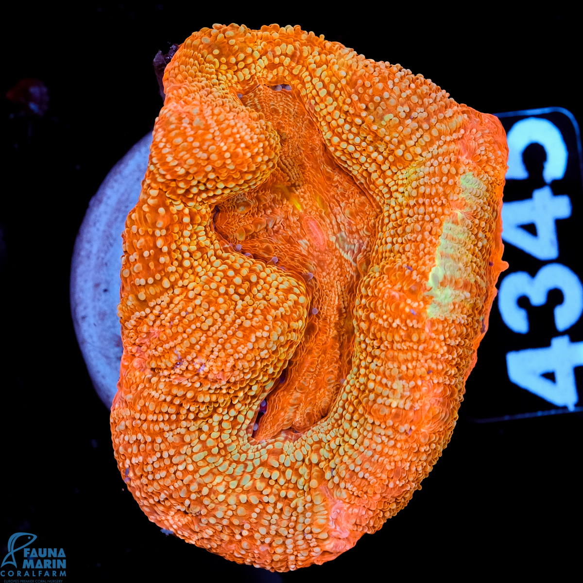 FMC Acanthastrea bowerbanki Orange