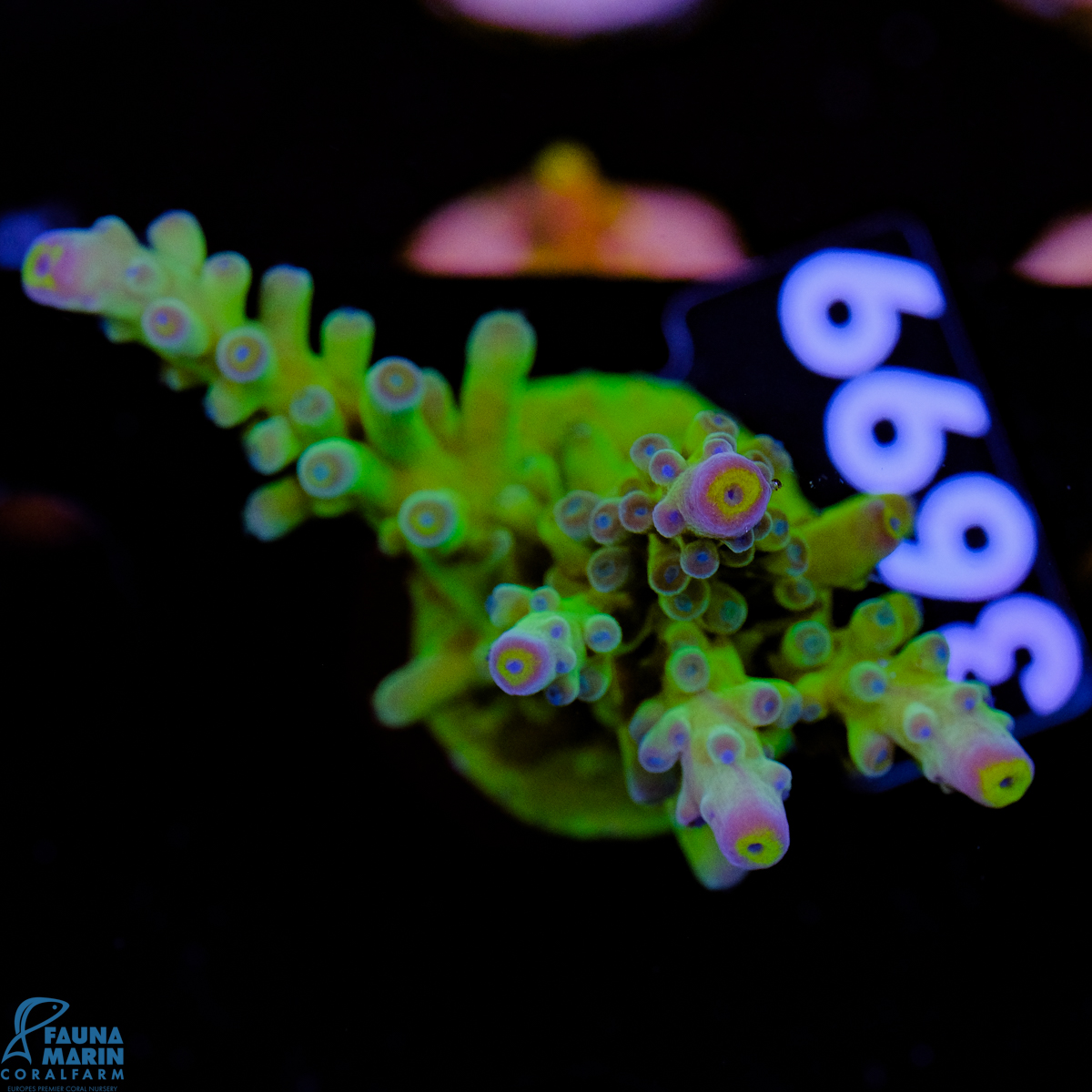 FMC Acropora Yellow Tip