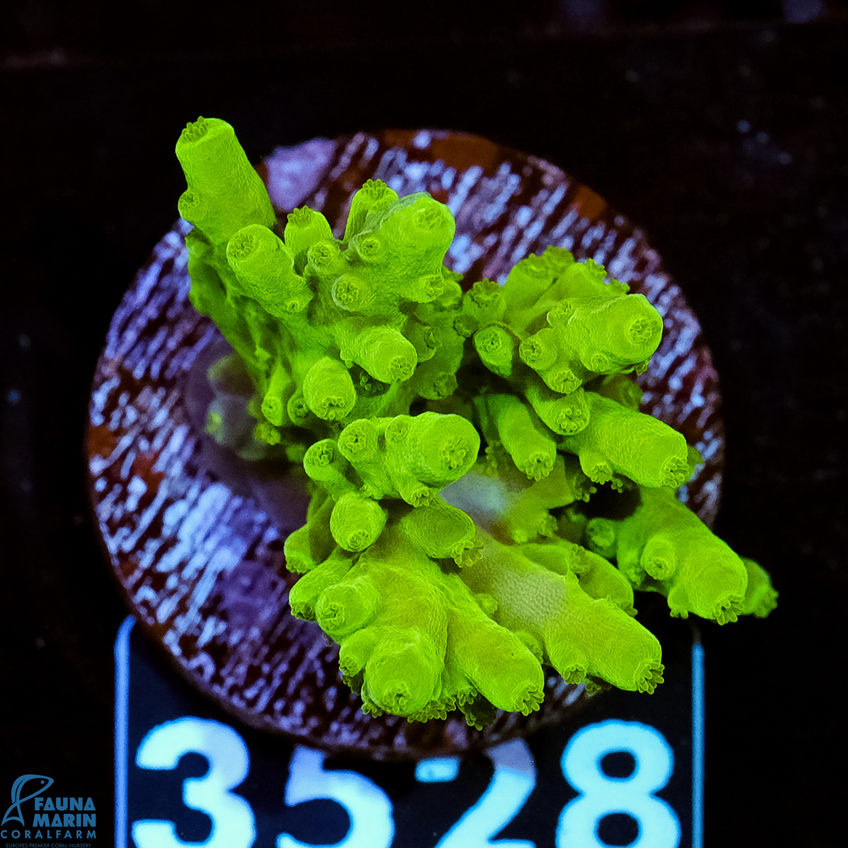 FMC Acropora Sp. Table