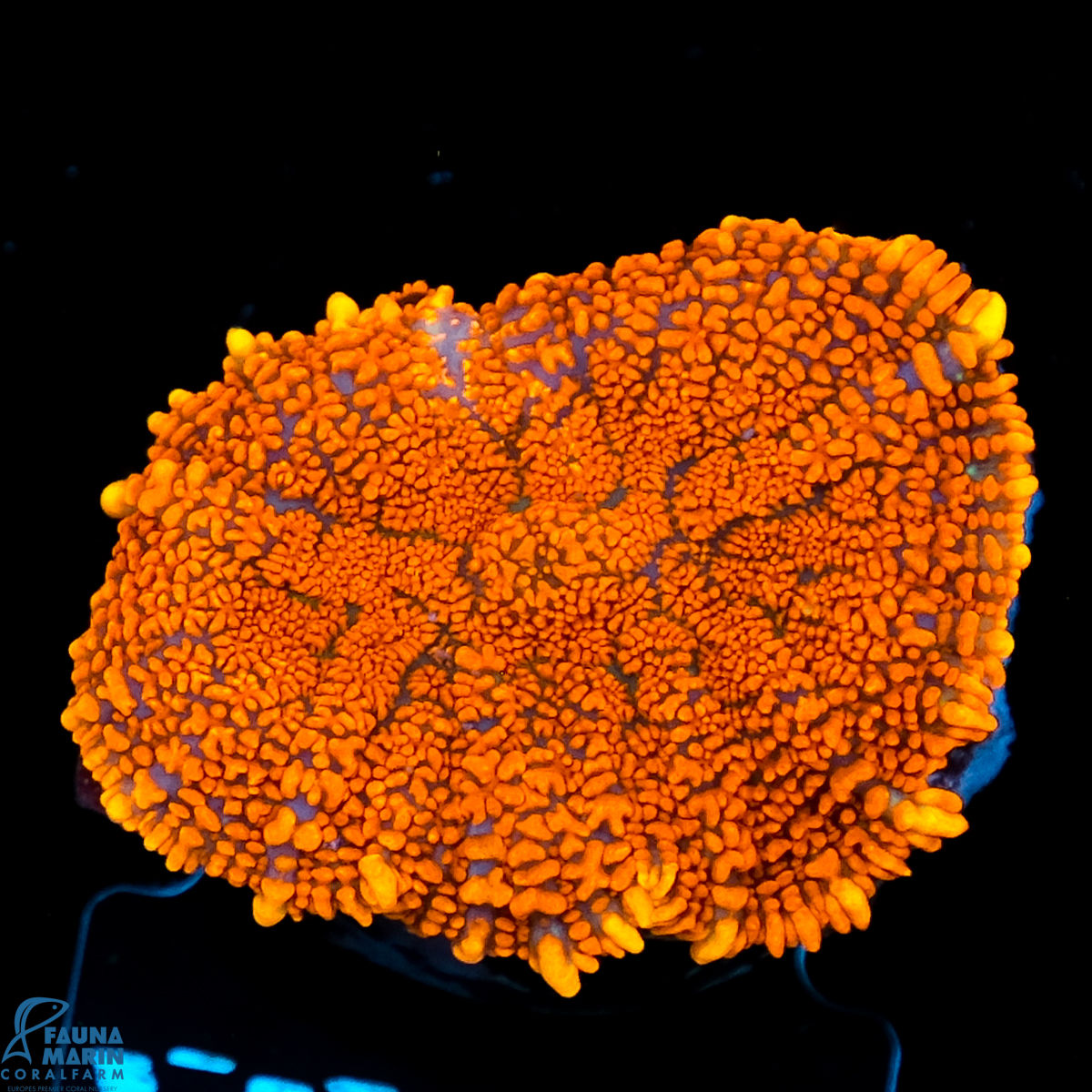 FMC Rhodactis Orange Sprinkles V