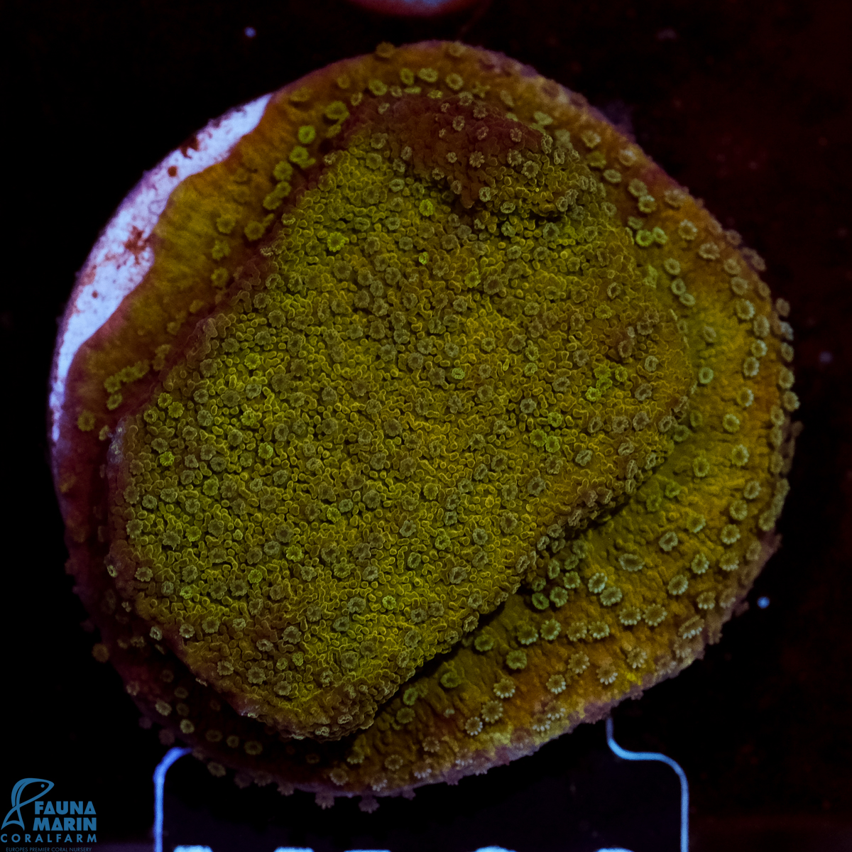 FMC Montipora Olive Green V