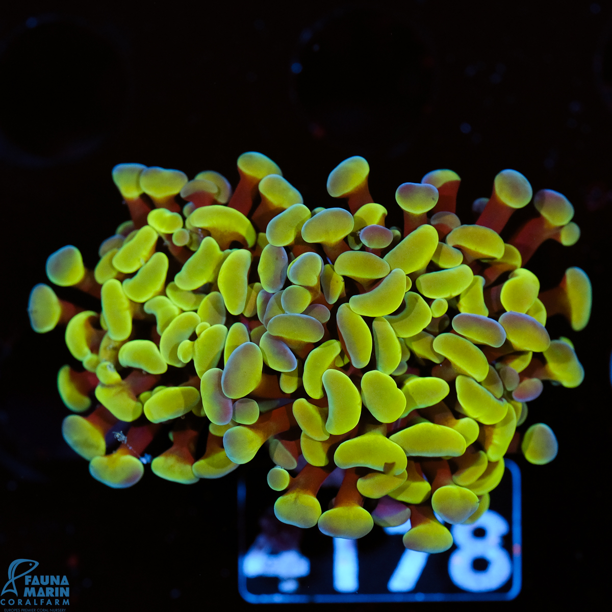 FMC Euphyllia baliensis Yellowish