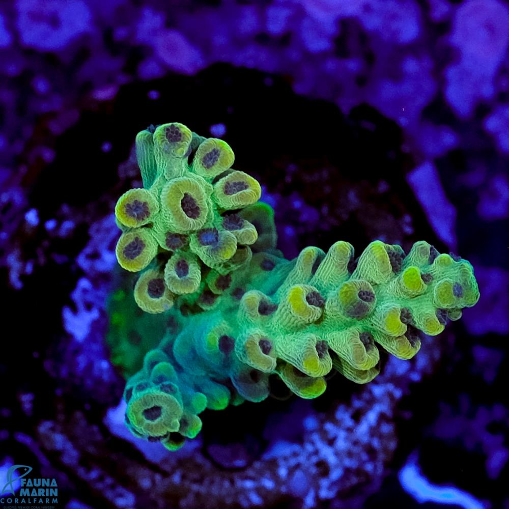 FMC Acropora insignis Jungle Orchid