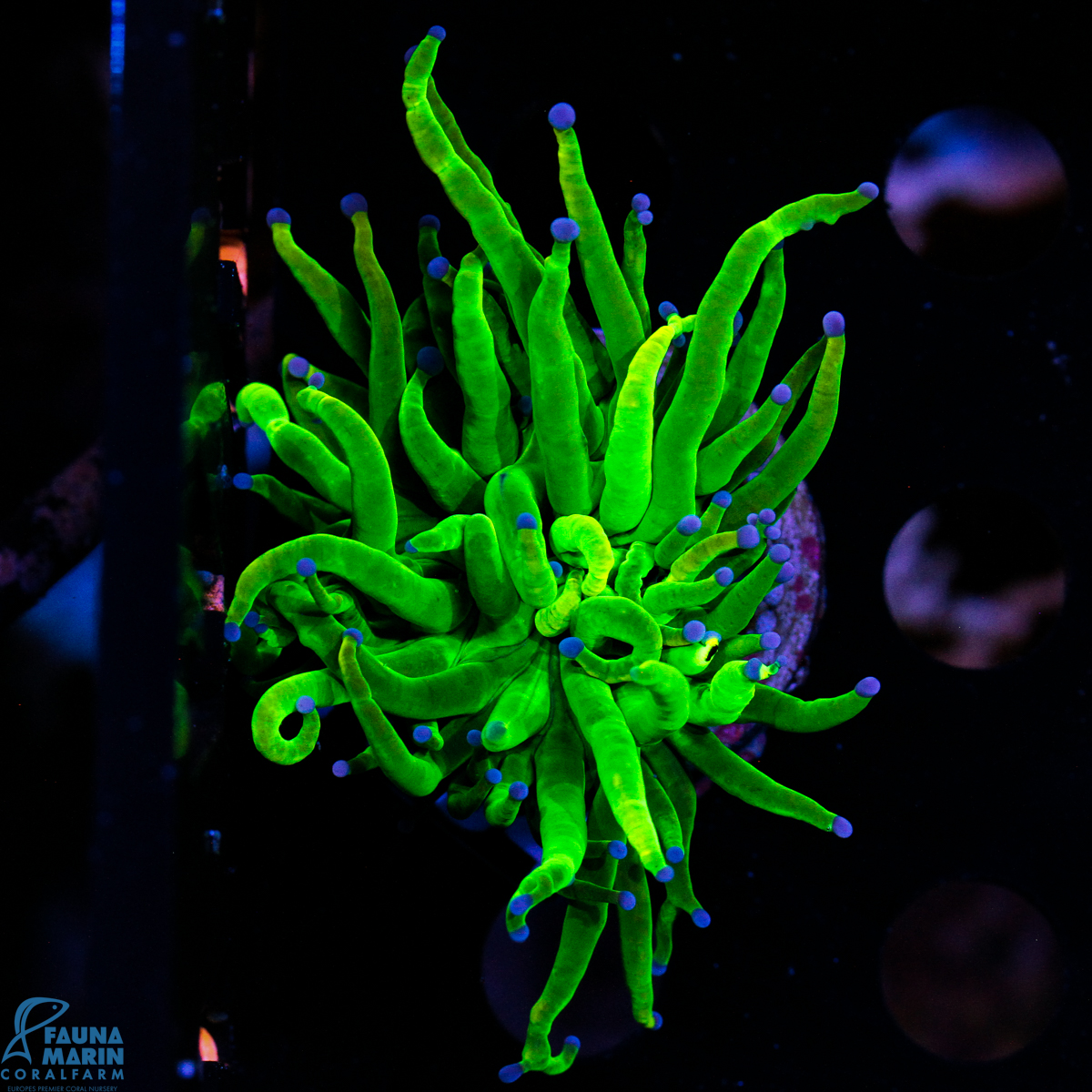 FMC Euphyllia Glabrescens Toxic Torch 2 Head V