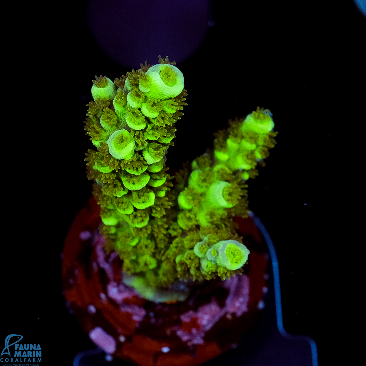 FMC Acropora tenuis Green