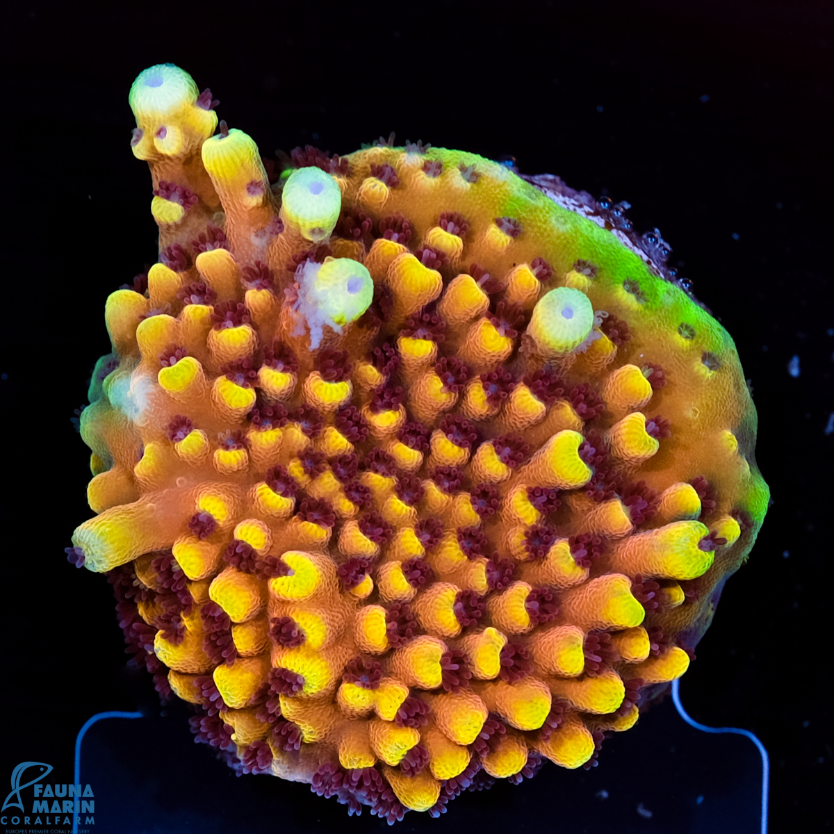 FMC Acropora Pink Cadillac