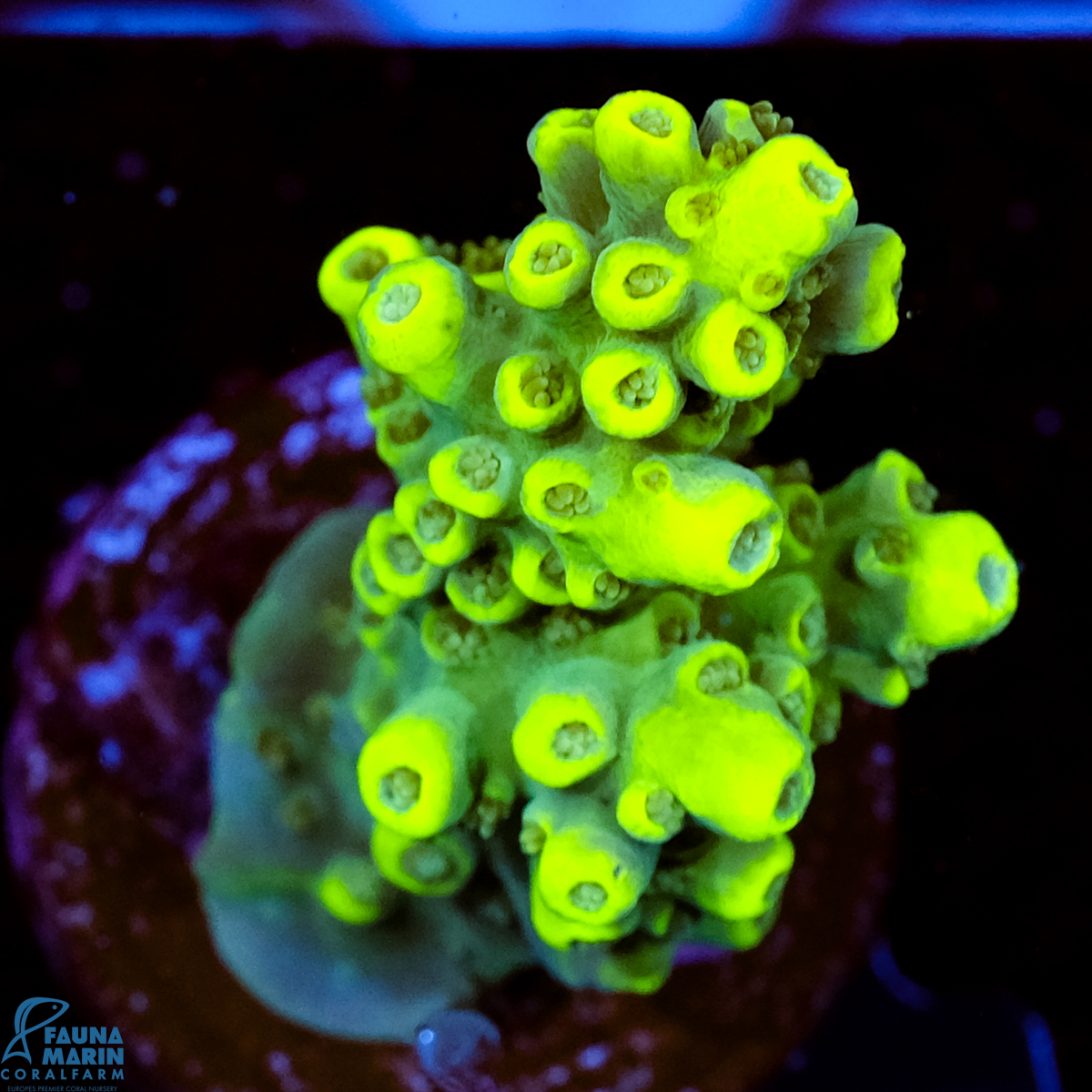 FMC Acropora Aussi Frag