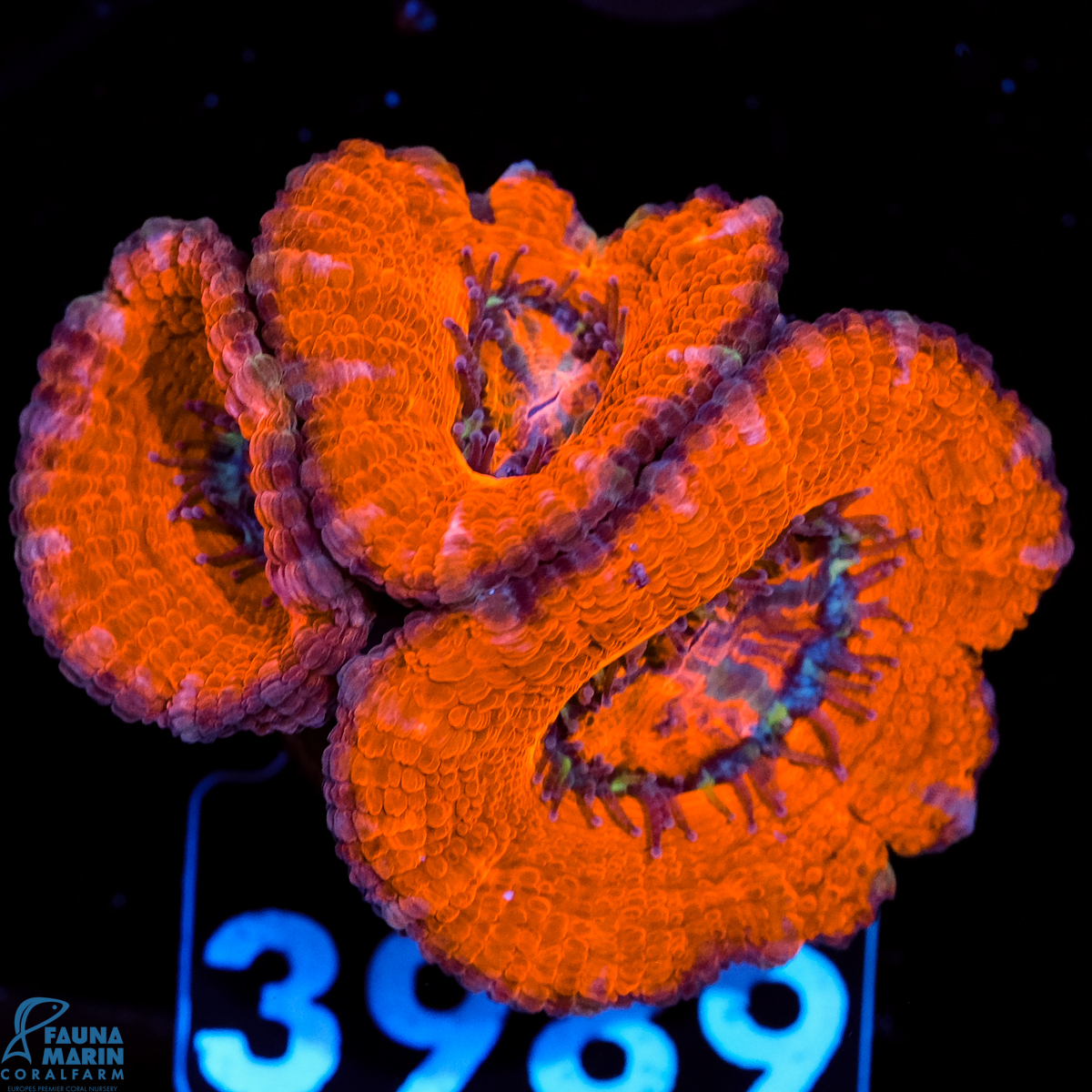 FMC Micromussa lordhowensis Orange