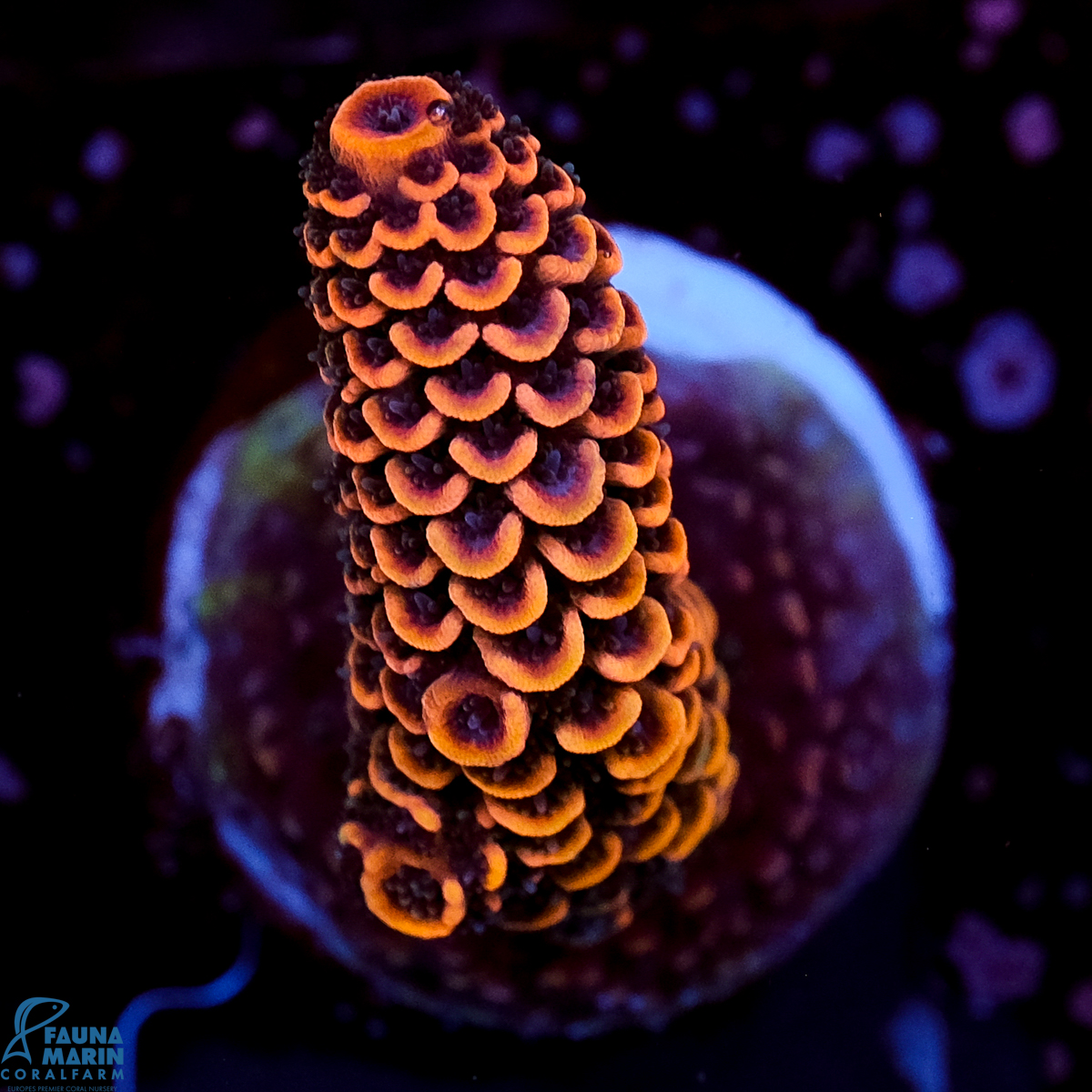 FMC Acropora spathulata Sparkle