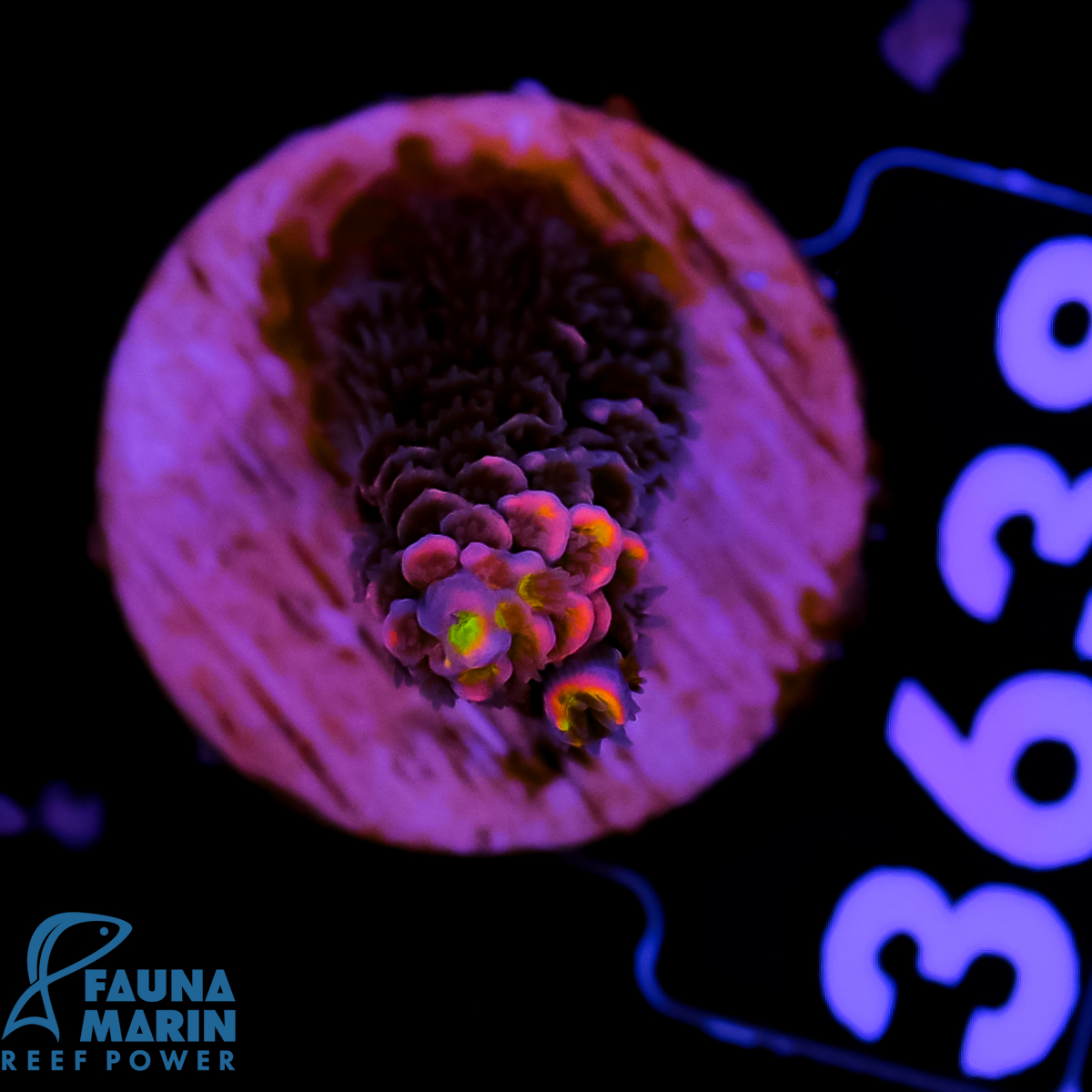 FMC Acropora Pink Beauty