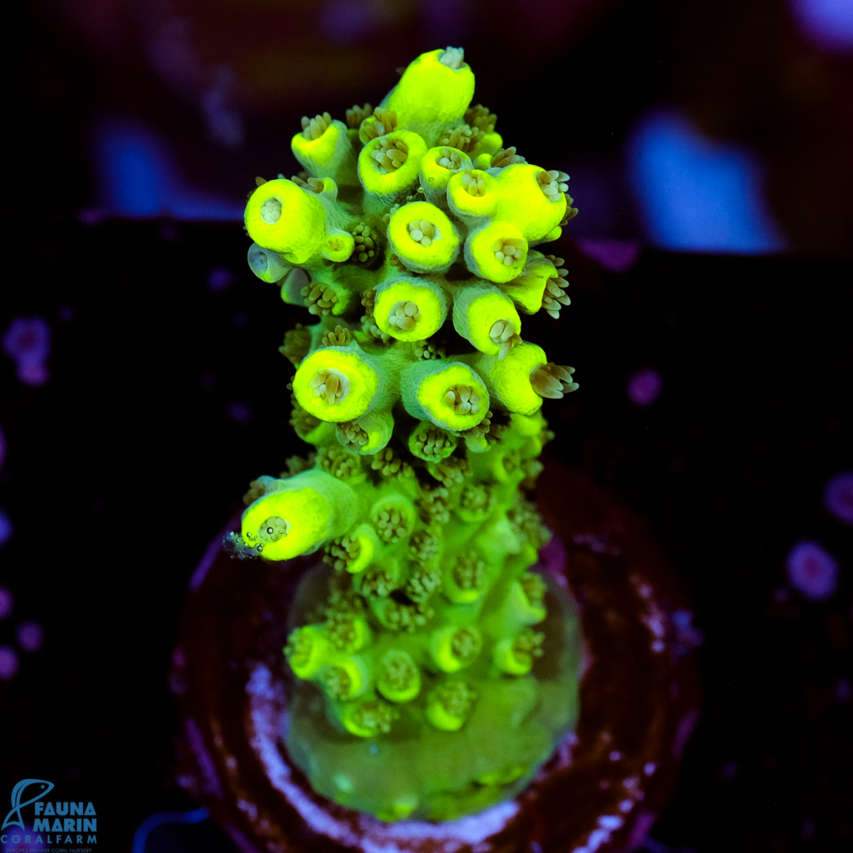 FMC Acropora Aussi Frag