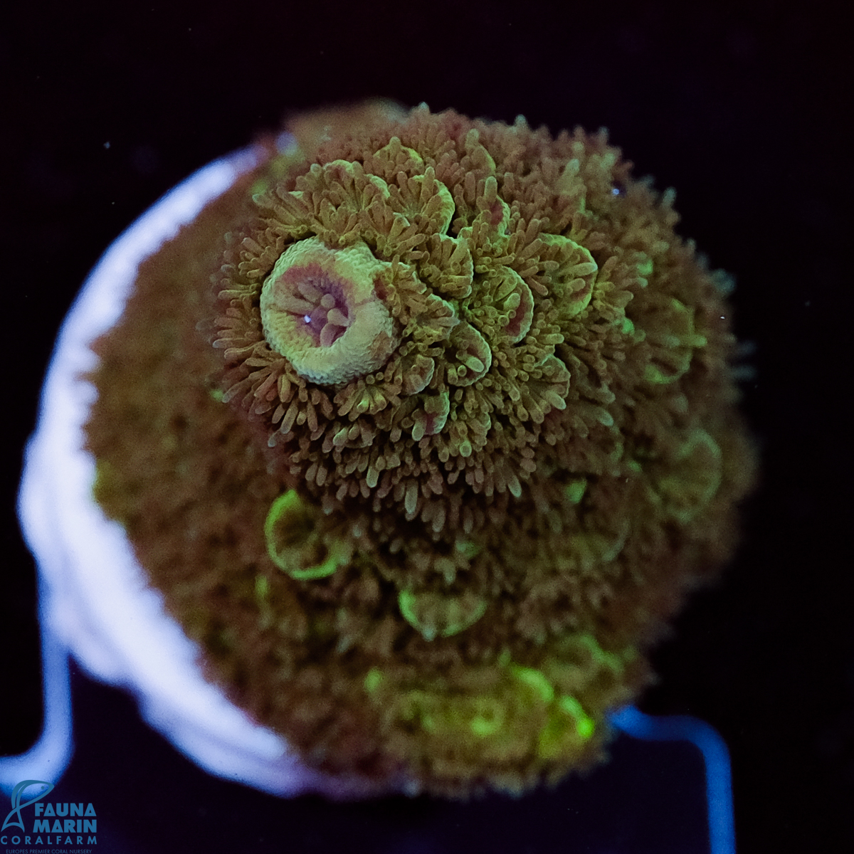 FMC Acropora abrotanoides Green