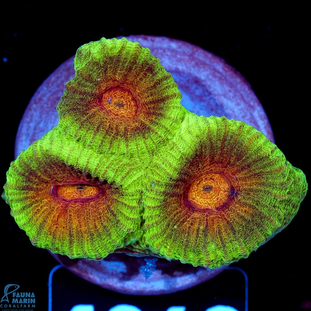 FMC Goniastrea Orange Center