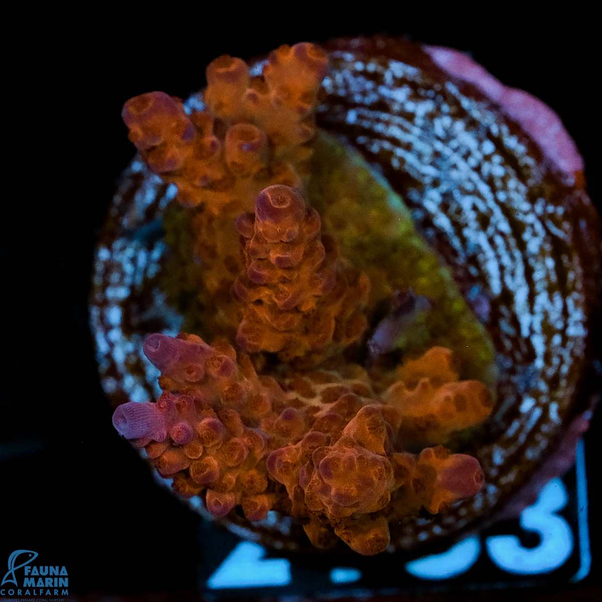 FMC Acropora Wonderland