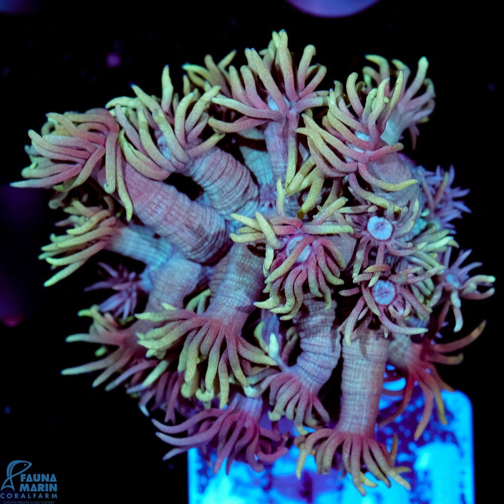 FMC Goniopora Yellow Pastel