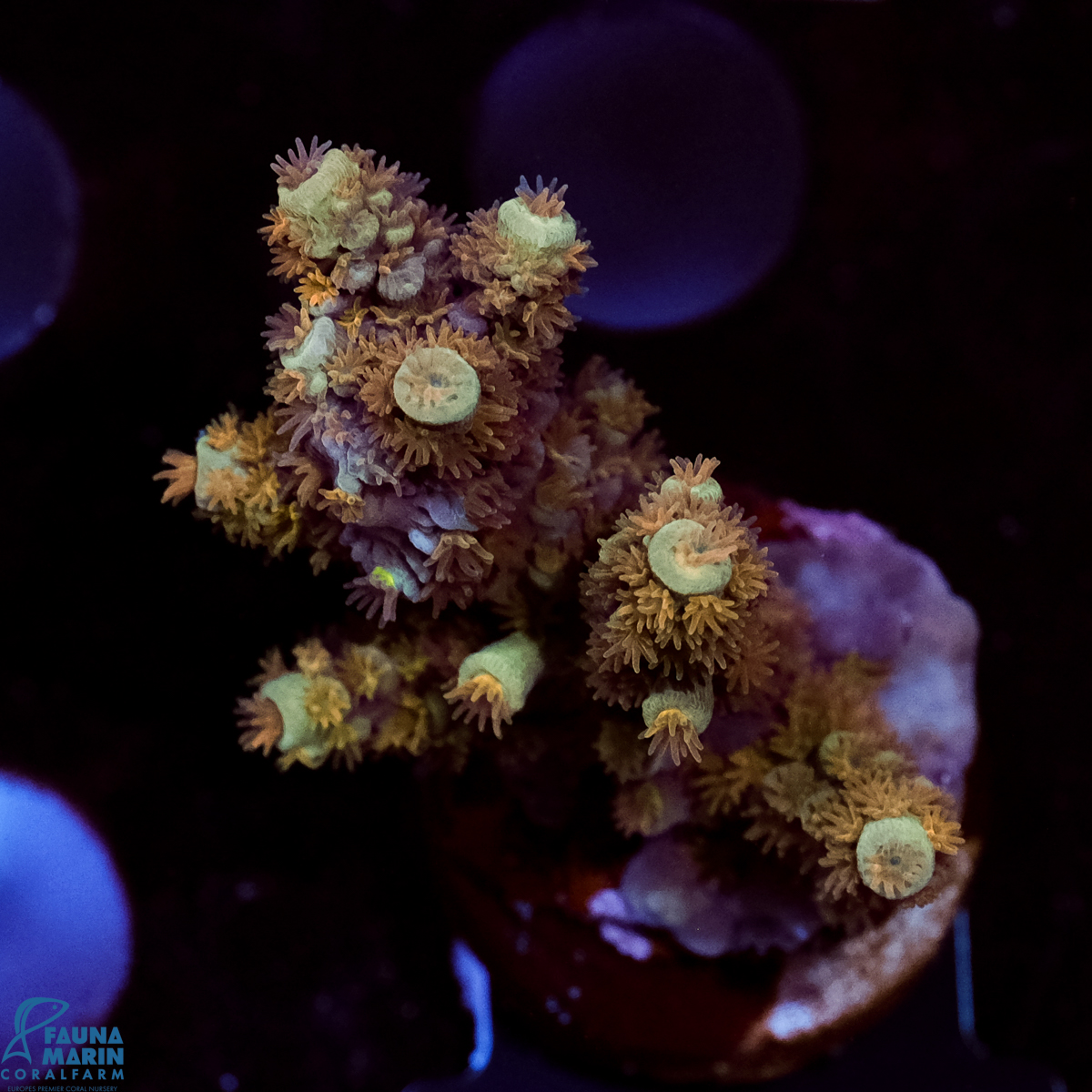 FMC Acropora tenuis Orange Polyp