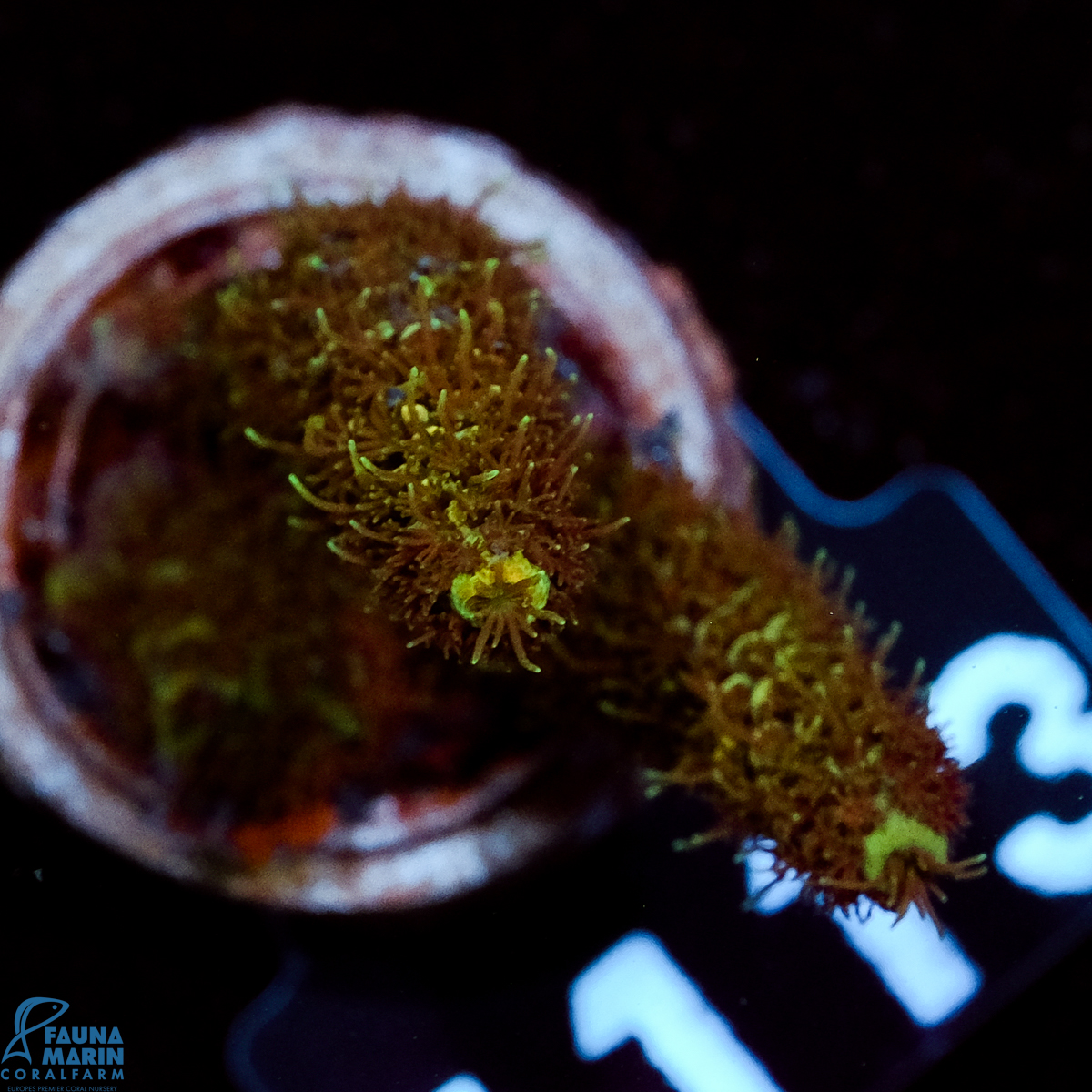 FMC Acropora millepora Green